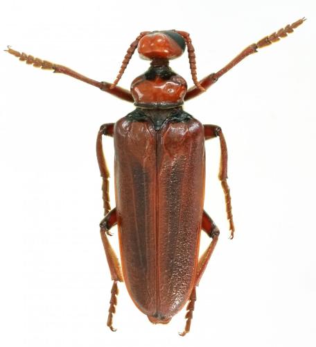 Réf. 230 832 : Eletica testacea